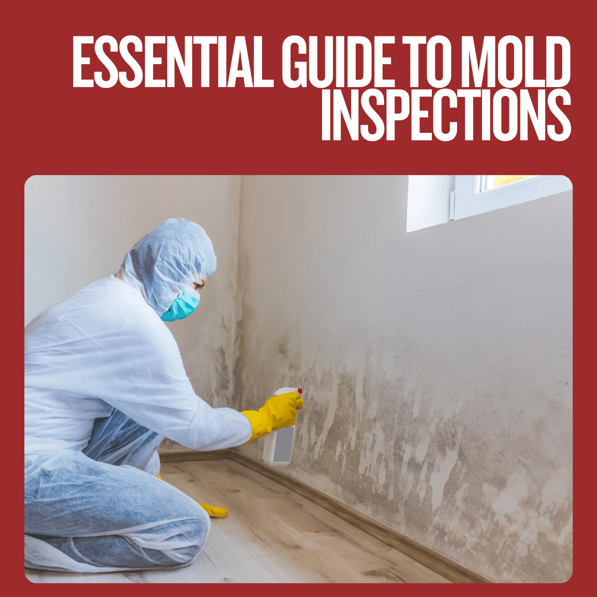 image of mold inspection